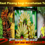 Manfaat Pisang bagi Kesehatan Tubuh