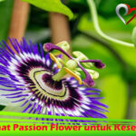 Manfaat Passion Flower untuk Kesehatan