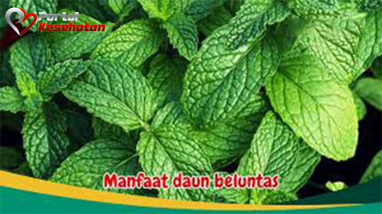 Manfaat Daun Beluntas untuk Kesehatan